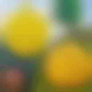 6-Pack viseće zamke za muve | BUGIORB