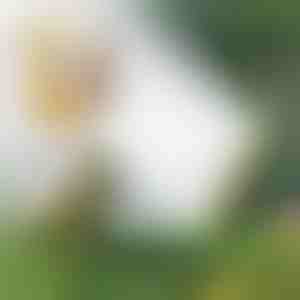 Prskalica sa više glava | SPRAYMASTER